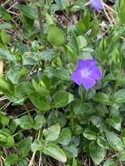 Vinca major