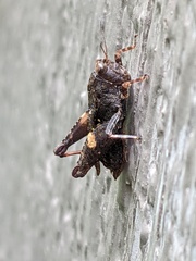 Tettigidea lateralis