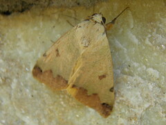 Ophiusa tirhaca
