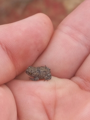 Vandijkophrynus angusticeps