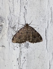 Triphosa dubitata