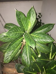 Aglaonema