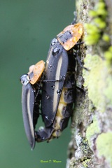 Cratomorphus diaphanus