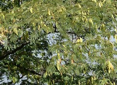 Albizia julibrissin