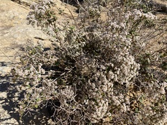 Eriogonum corymbosum