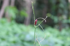 Bothrogonia indistincta