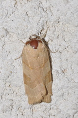 Noctua fimbriata