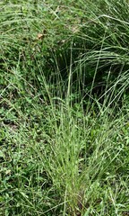 Eriochloa