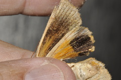 Noctua fimbriata