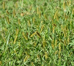 Setaria pumila
