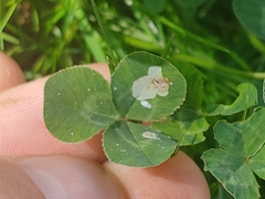 Porphyrosela minuta