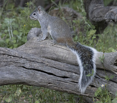 Sciurus arizonensis