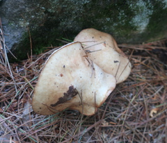 Suillus placidus