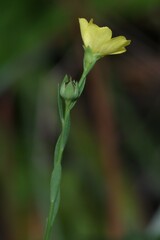 Linum medium