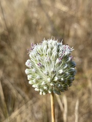Allium sardoum