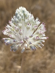 Allium sardoum
