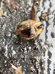 Stenopelmatidae