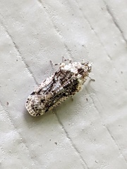 Catonia nava