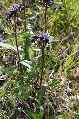Saussurea parviflora
