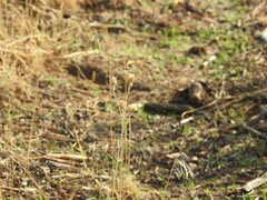Centaurea melitensis