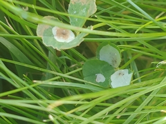 Porphyrosela minuta
