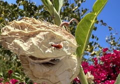 Lygaeus kalmii