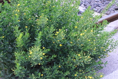 Dittrichia viscosa