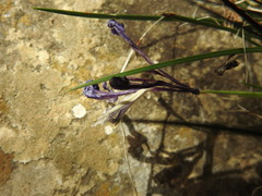 Moraea mediterranea