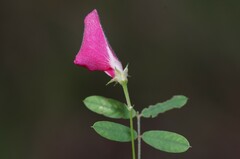 Tephrosia spicata