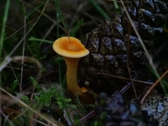 Hygrophoropsis aurantiaca