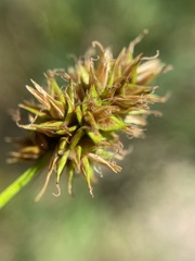 Carex hoodii