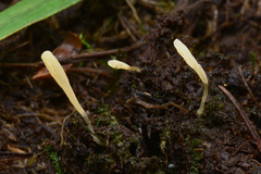 Clavaria falcata