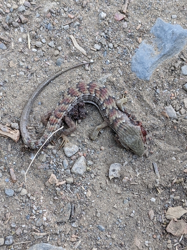 iNaturalist observation photo of Southern Alligator Lizard
