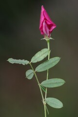 Tephrosia spicata