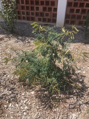 Erythrostemon gilliesii