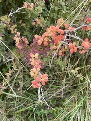 Berberis wilsoniae
