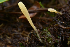 Clavaria falcata