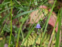 Campanula divaricata