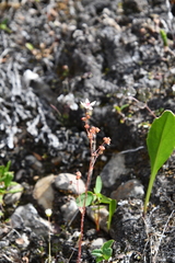 Micranthes foliolosa