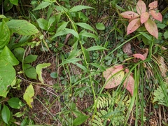 Campanula divaricata