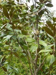 Magnolia grandiflora