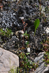 Micranthes foliolosa