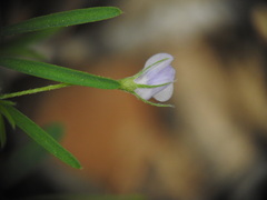 Vicia pubescens