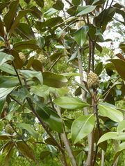 Magnolia grandiflora