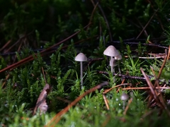 Mycena galopus
