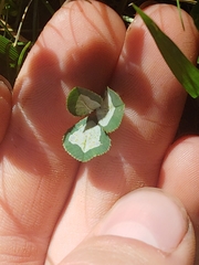 Porphyrosela minuta