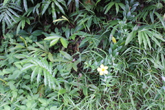 Allamanda cathartica
