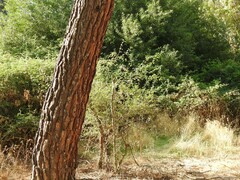 Pinus pinea
