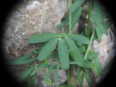 Vicia pubescens