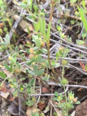 Medicago minima